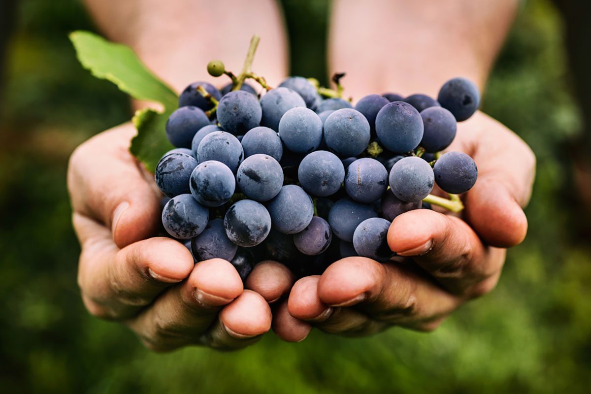 Our Guide to the Most Popular Grape Varieties for Eating