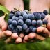 Our Guide to the Most Popular Grape Varieties for Eating