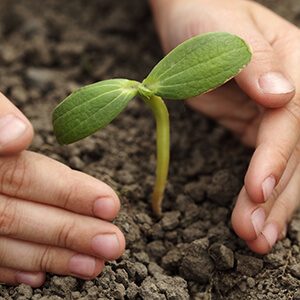 sprout in children hand