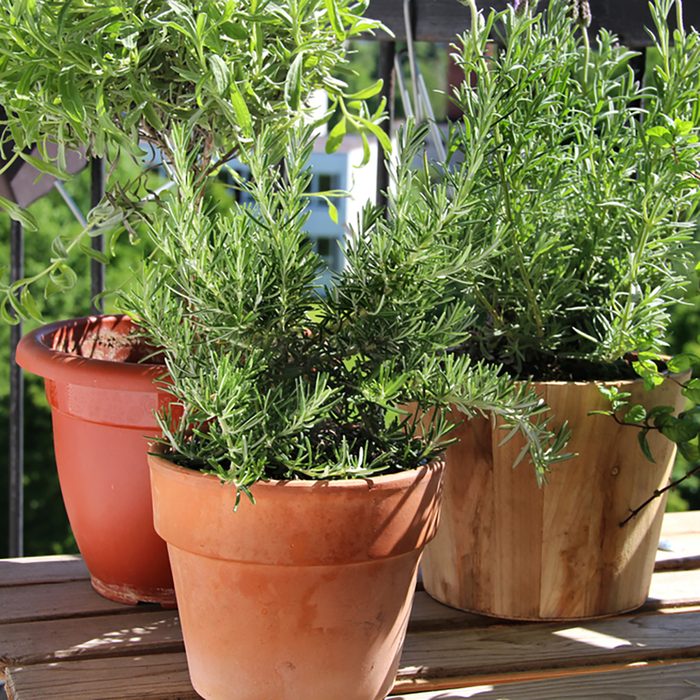 Rosemary, mint, lavender and other herbs in the pot