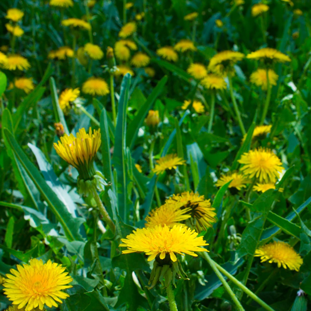 RUSSIA, PALLASOVKA - MAY 12, 2018: Dandelions on the field; Shutterstock ID 1088976542; Job (TFH, TOH, RD, BNB, CWM, CM): TOH