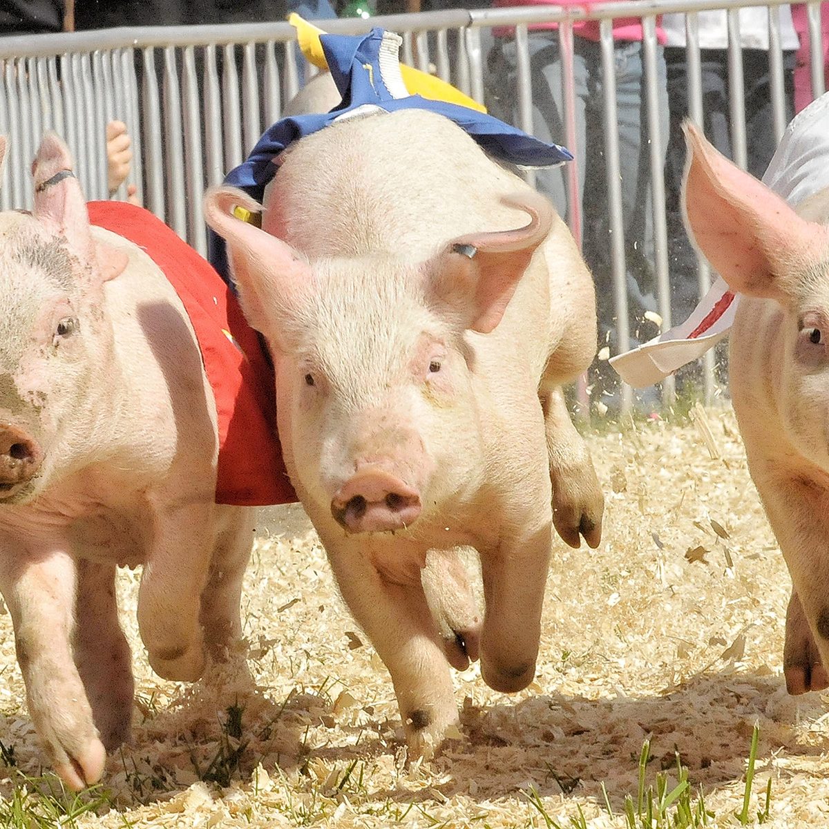 Pig race at the fair