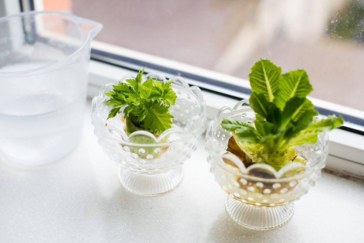 How to Regrow Celery from Scraps