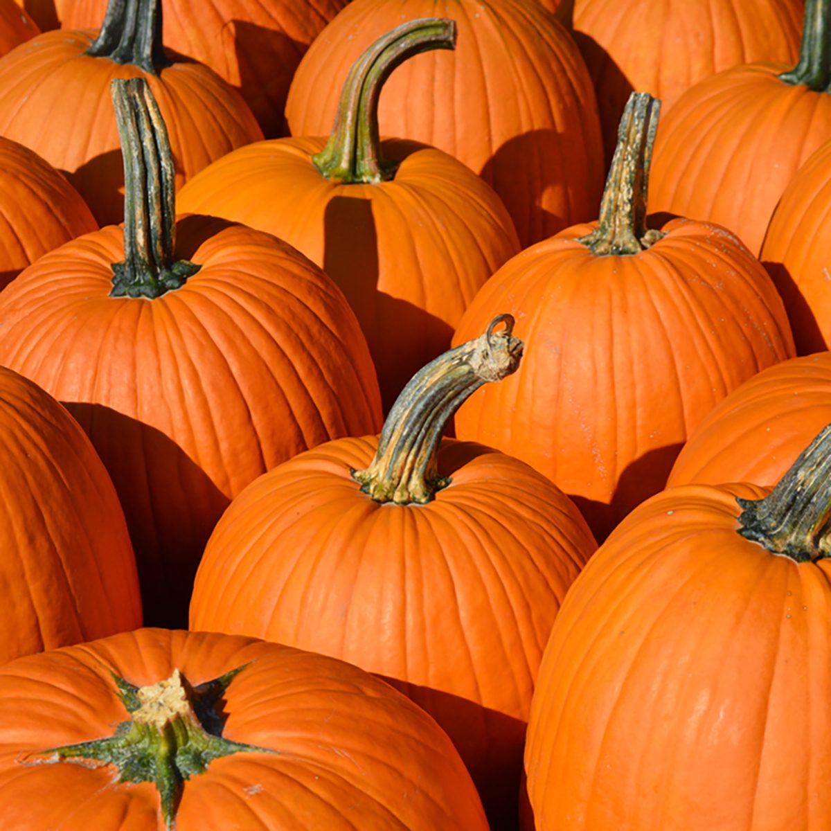 pumpkins