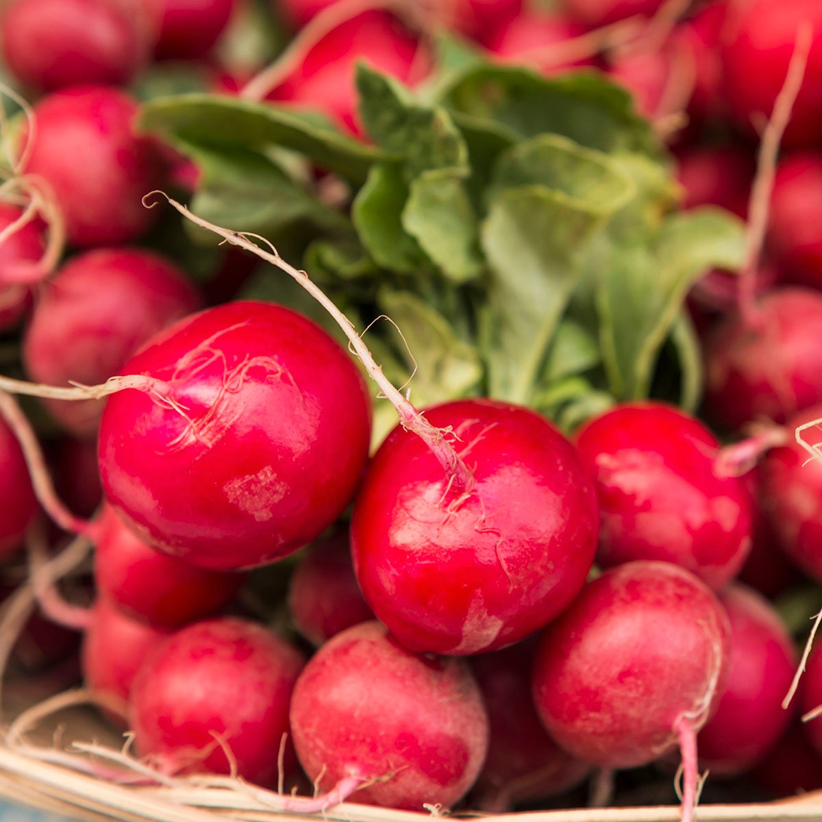 Close up of bunches of radishes