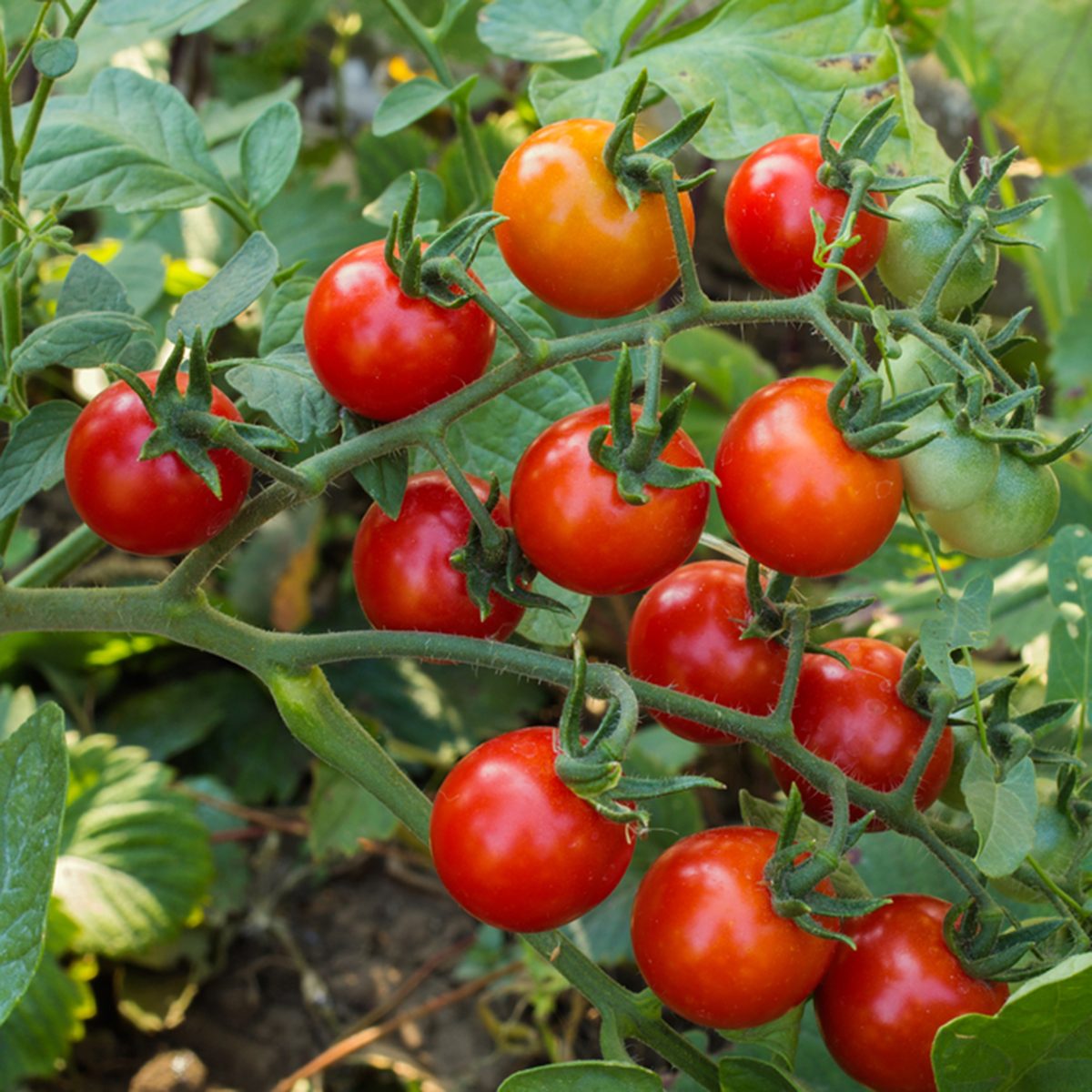 Cherry tomato on branch