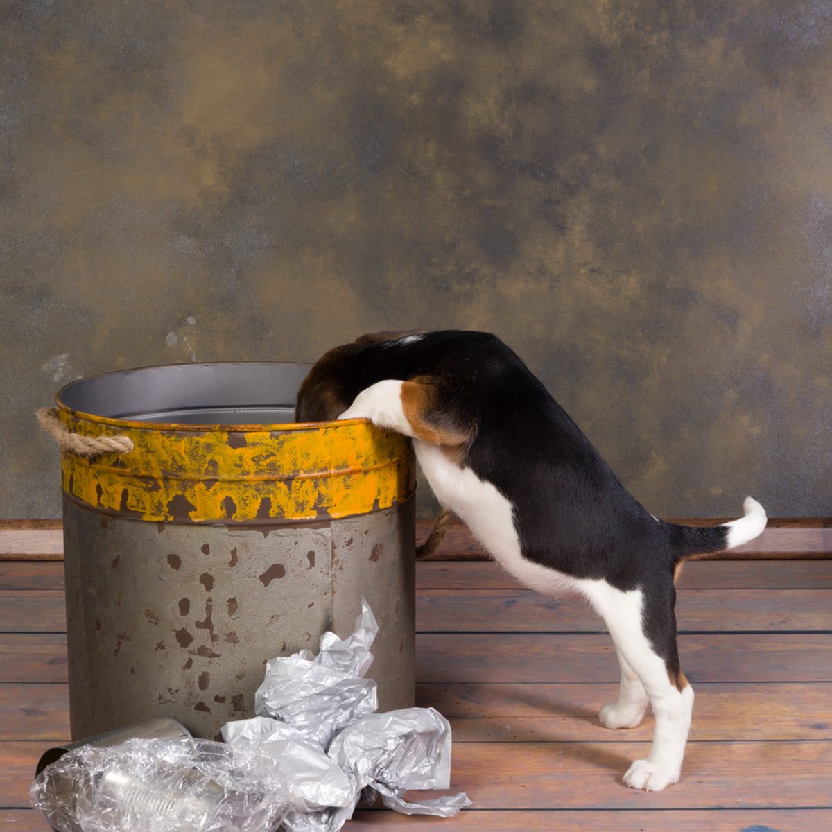 Seven weeks old adorable little beagle puppy exploring a garbage can