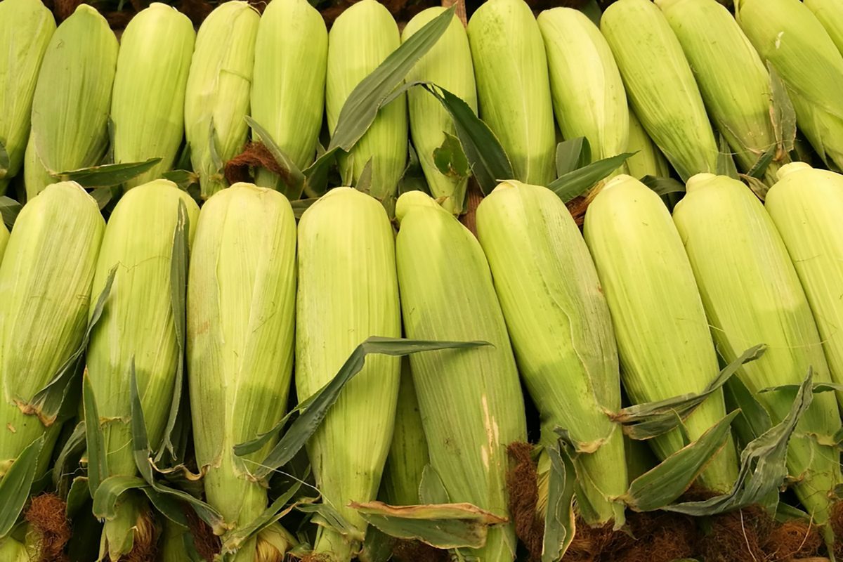 How to Pick the Best Sweet Corn