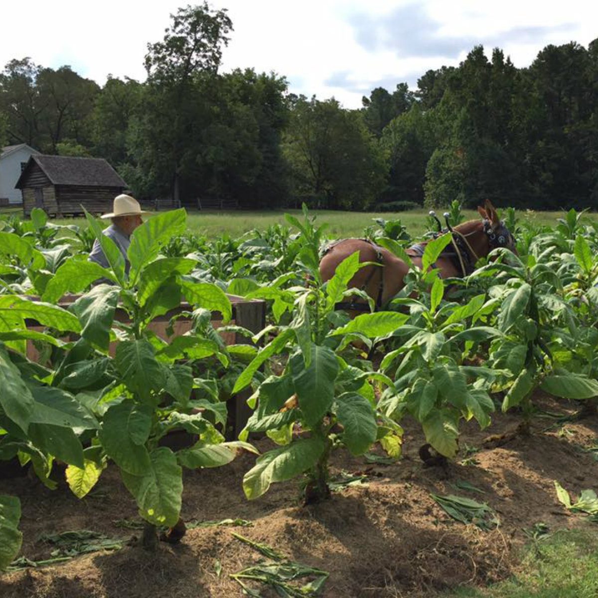 duke homestead farm tour north carolina