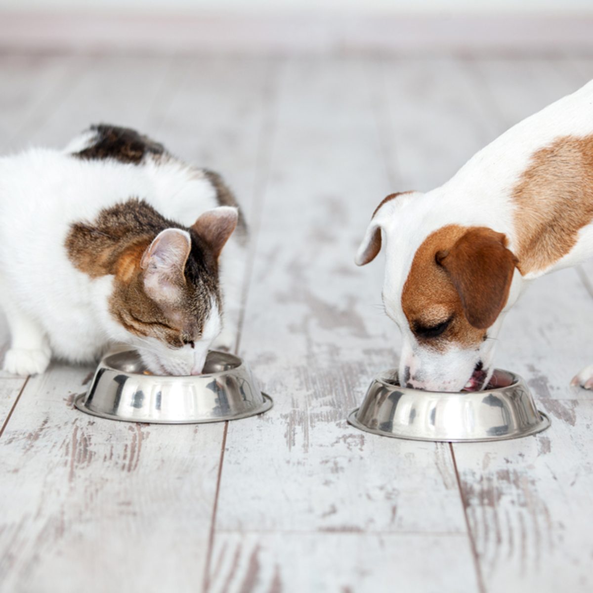 Pet eating foot. Dog and cat eats food from bowl