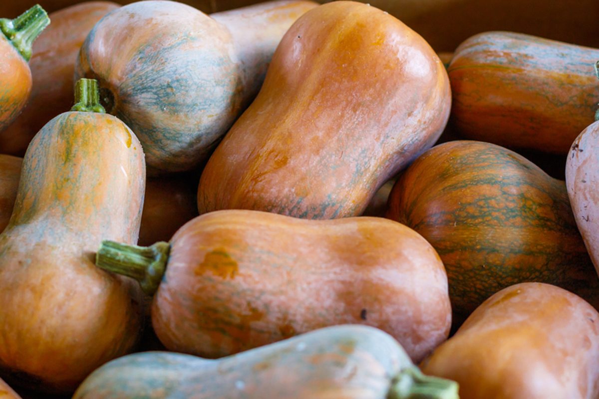 Everything You Need to Know About Honeynut Squash