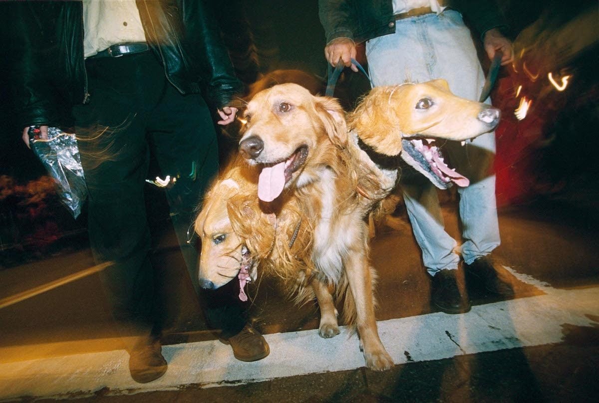 DOG DRESSED UP WITH TWO HEADS NEW YORK HALLOWEEN PARADE, AMERICA - 1997
