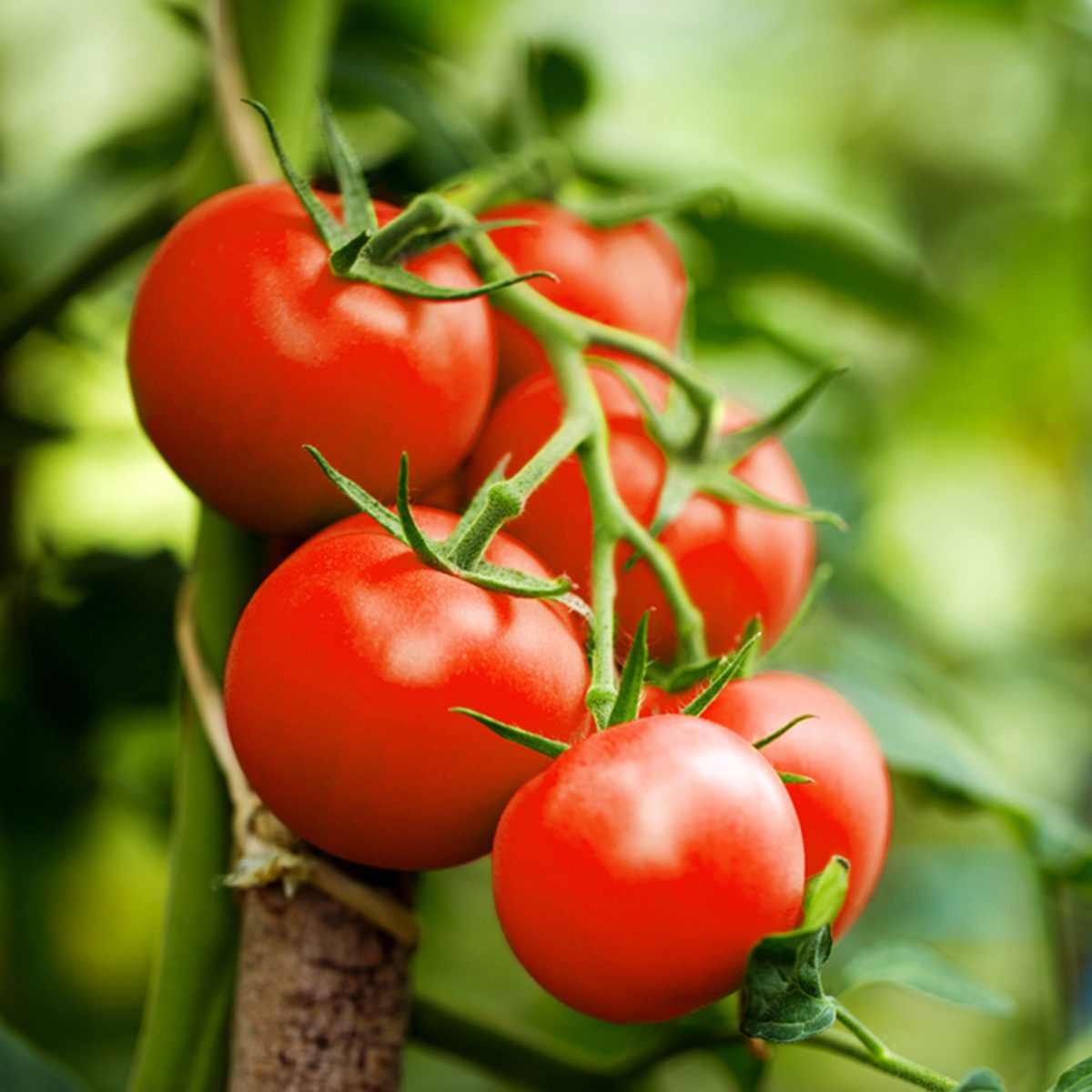 Beautiful red ripe heirloom tomatoes grown in a greenhouse.