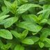 Spearmint vs. Peppermint: What's the Difference?