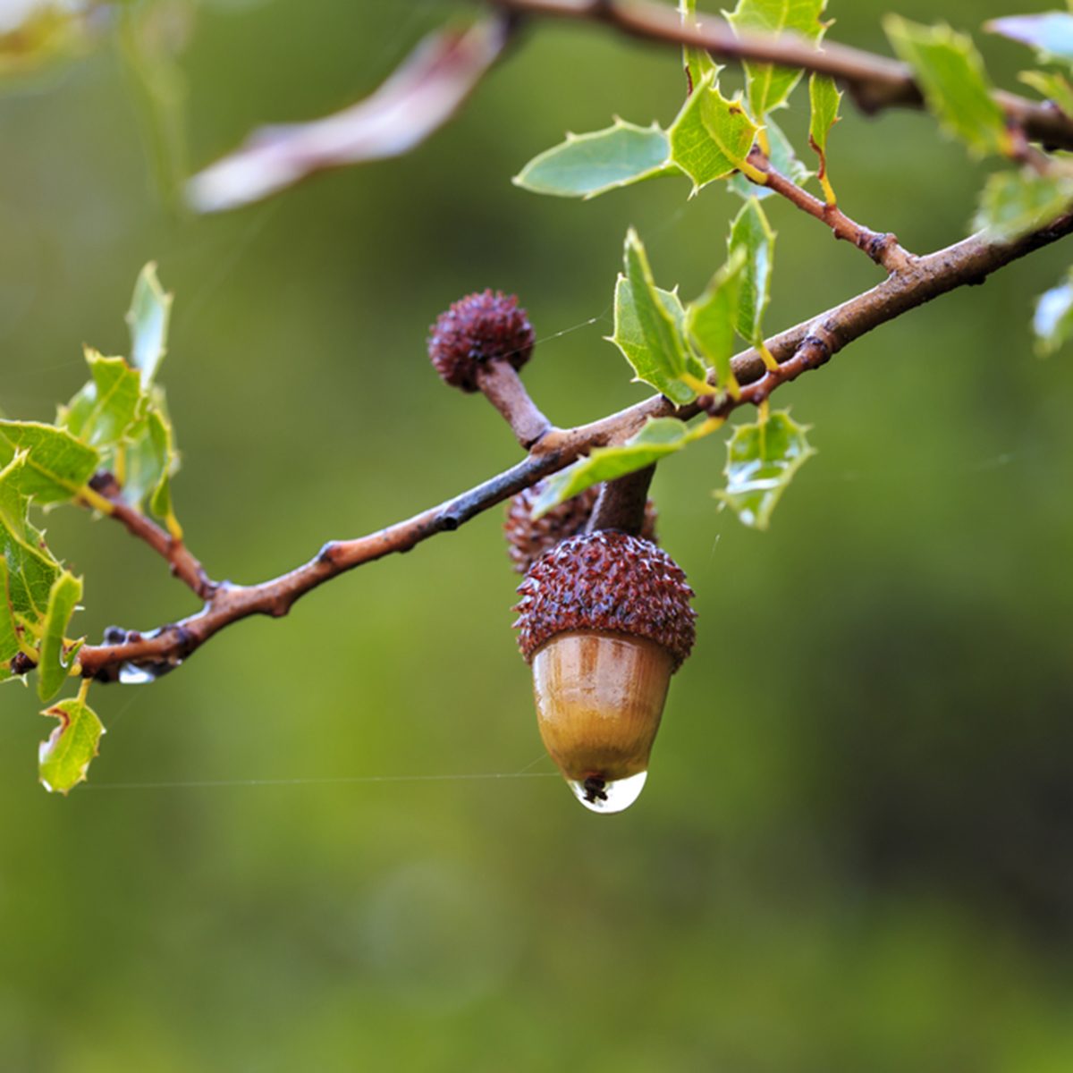 Detail of branch of kermes oak under the rain, with spiny leaves and a colorful acorn with crimson cupule.