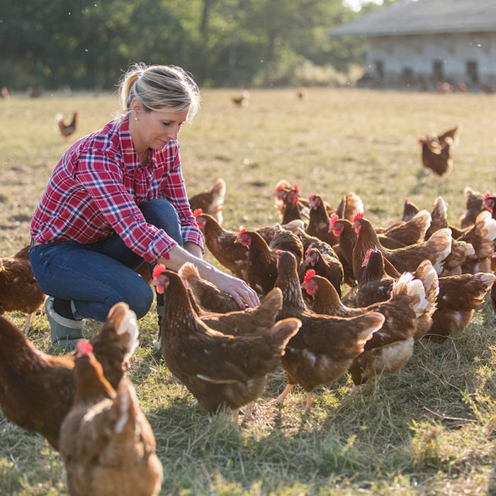 female farmer looking for eggs