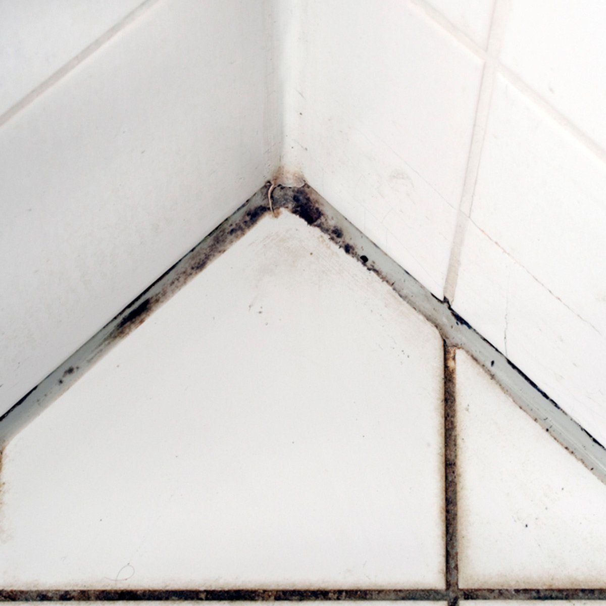 Mildew between tiles