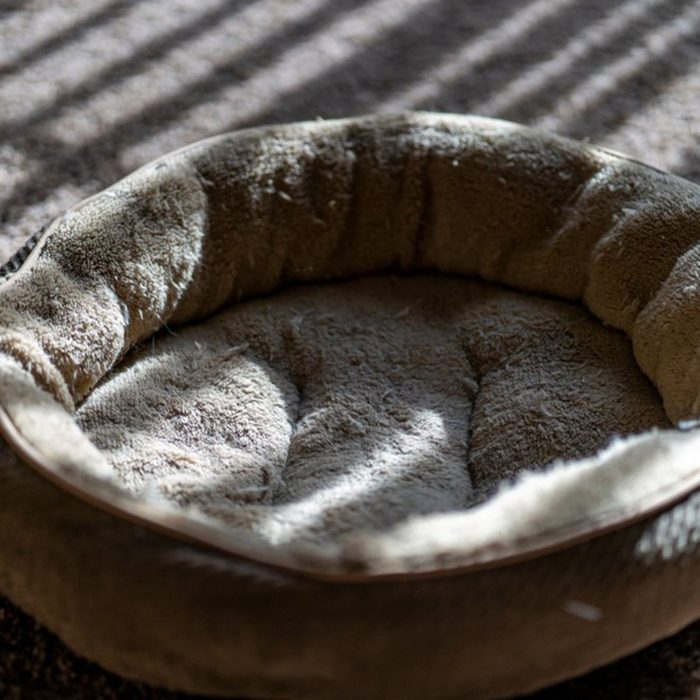 Dog bed