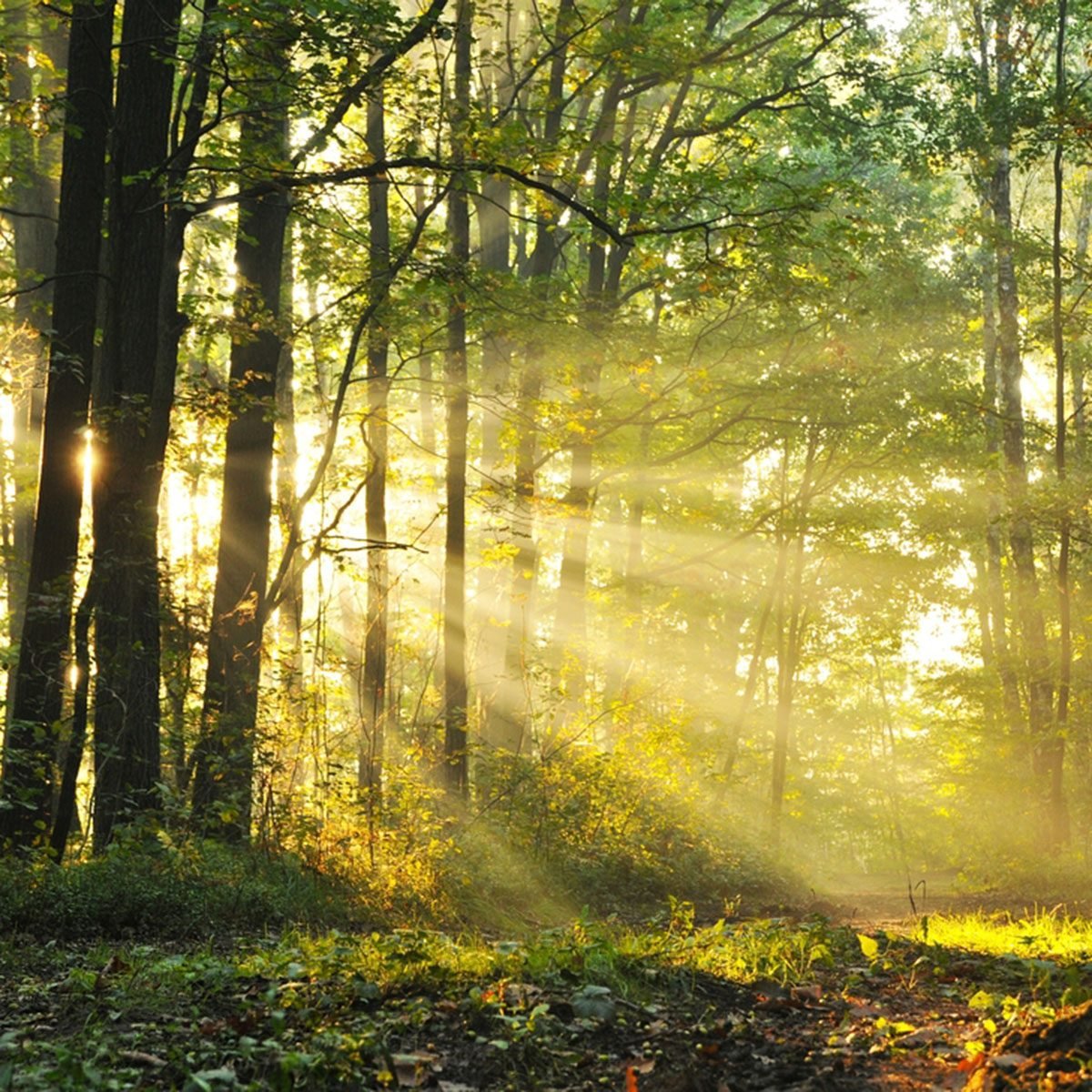 Magical autumn forest