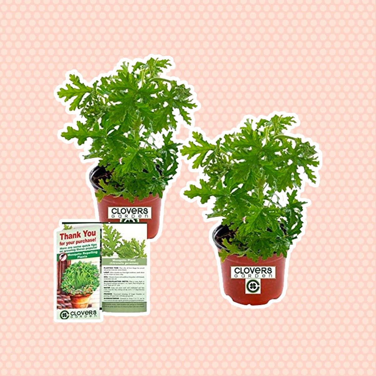 how to keep mosquitoes away Clovers Garden Citronella Mosquito Repellent