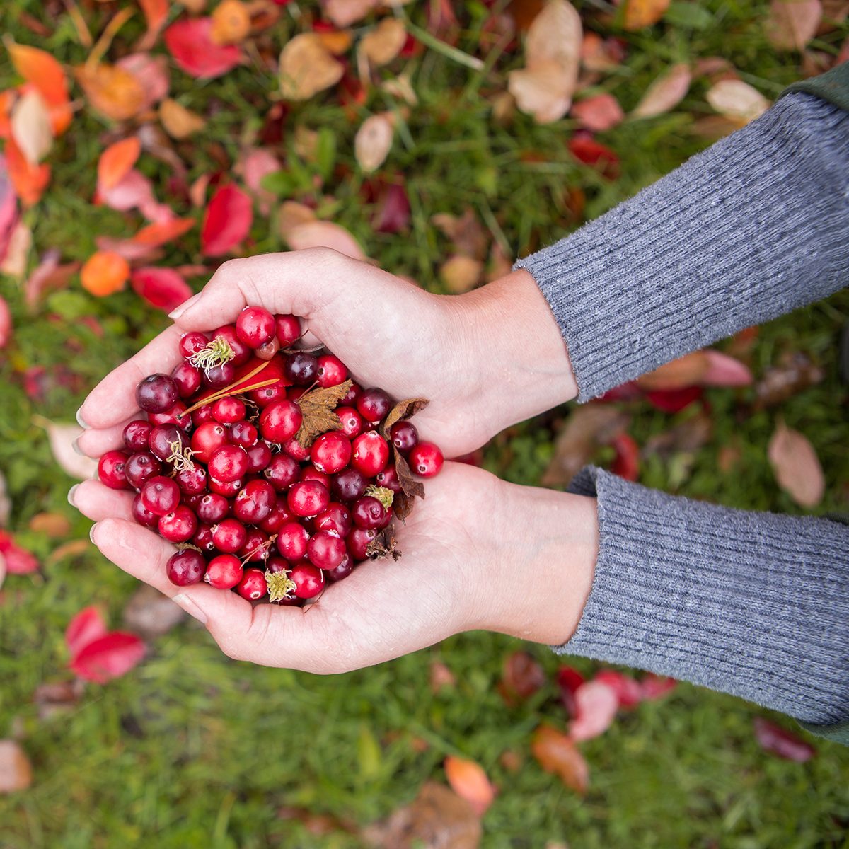 Girl picking berries in the woods.