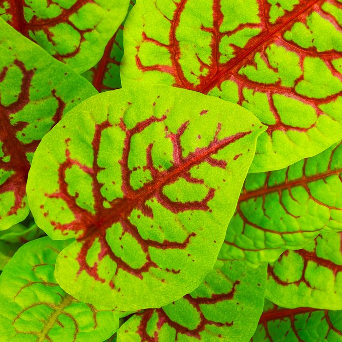 Red veined sorrel or Bloody sorrel or Rumex sanguineus.