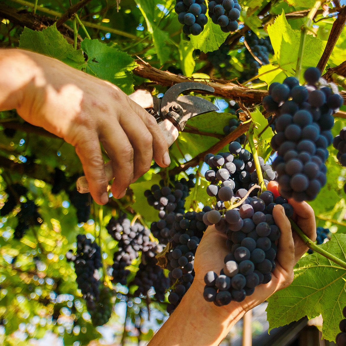 Harvesting in the vineyards.