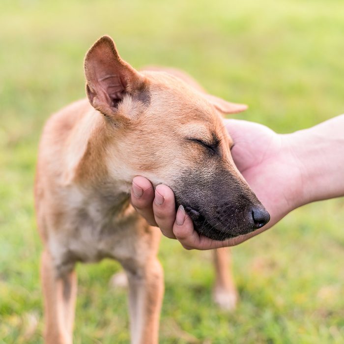 Human hand petting a dog