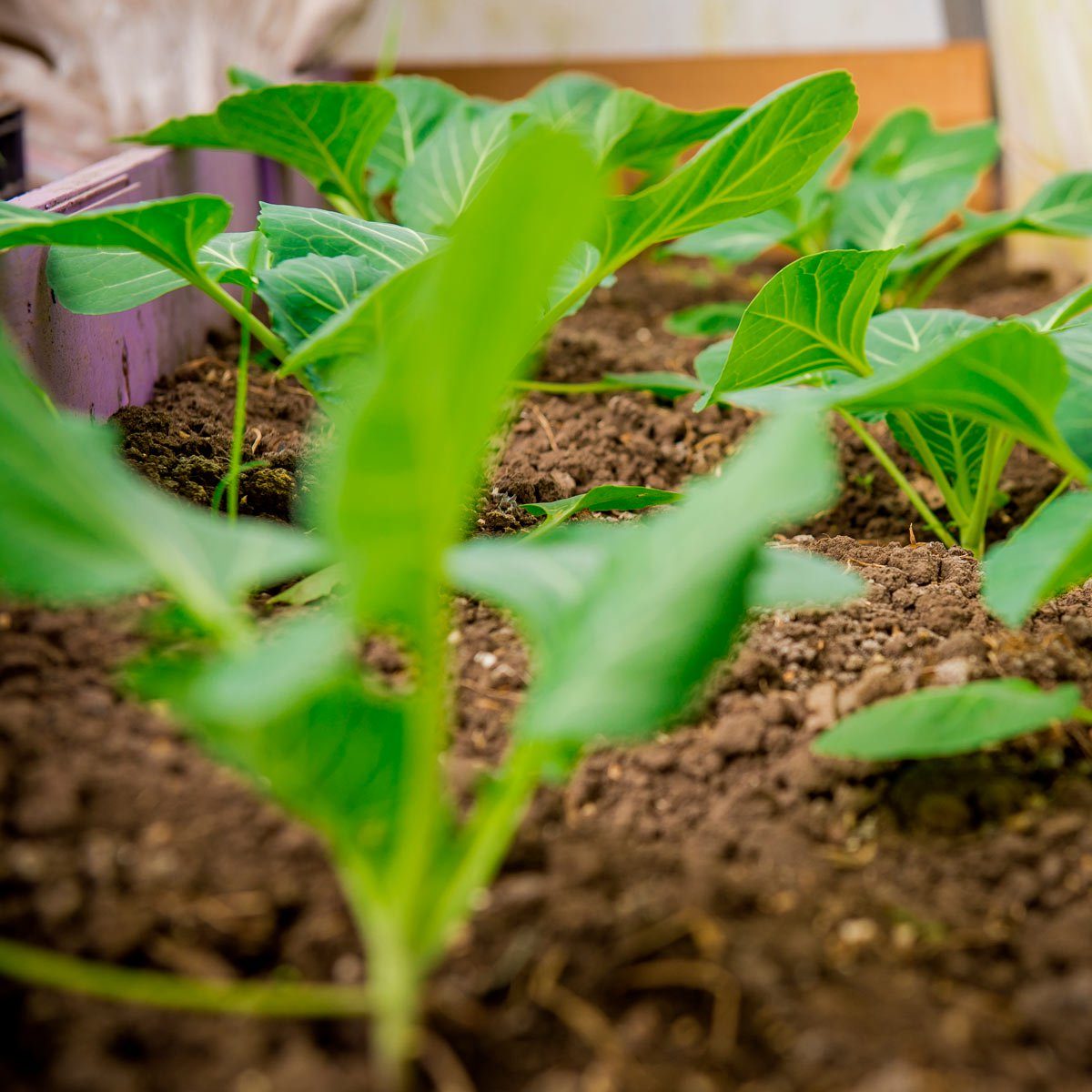 Here’s When to Plant Your Fall and Winter Vegetables