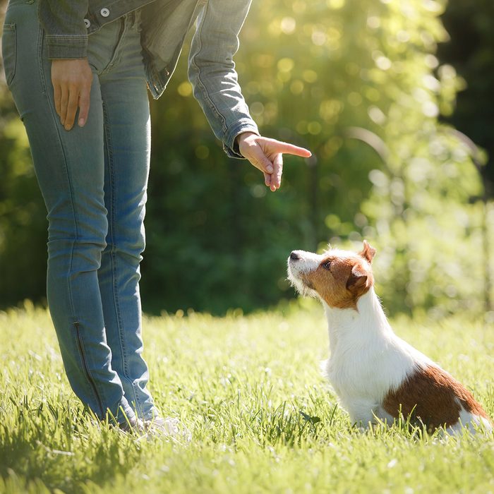 Human teaching their puppy a trick in a field