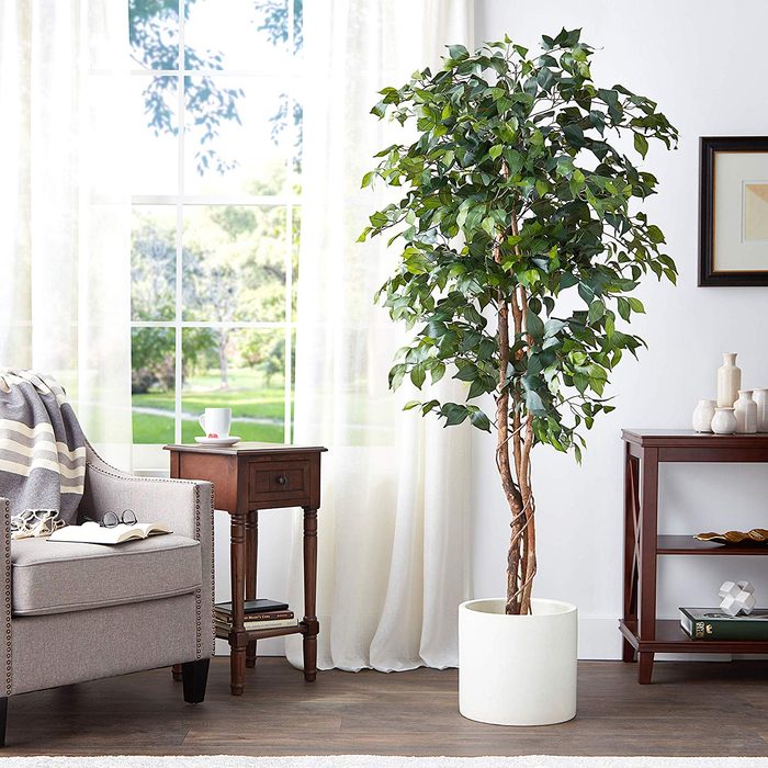 Natural-Looking Ficus Tree