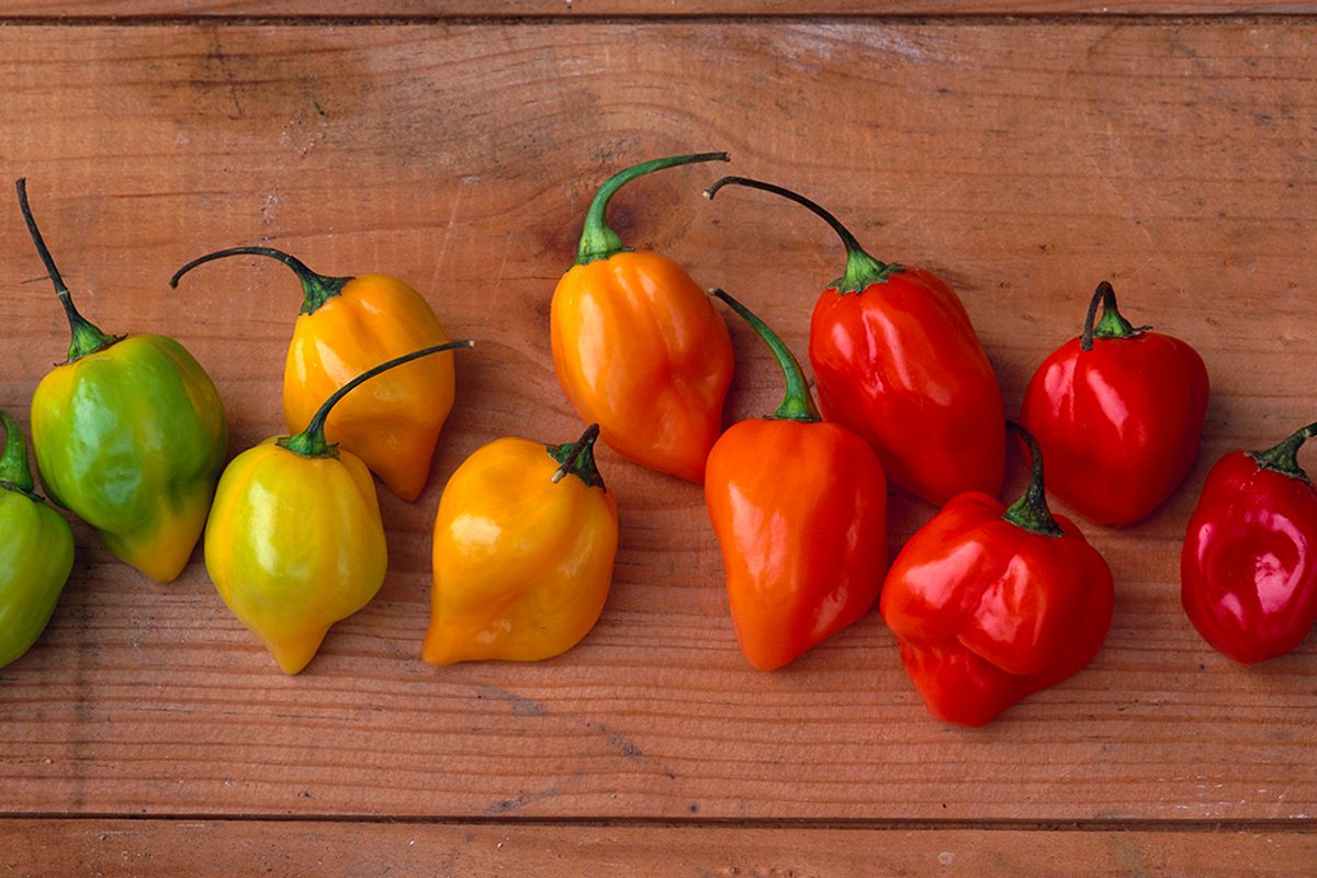Assortment of Habanero Peppers on Wood