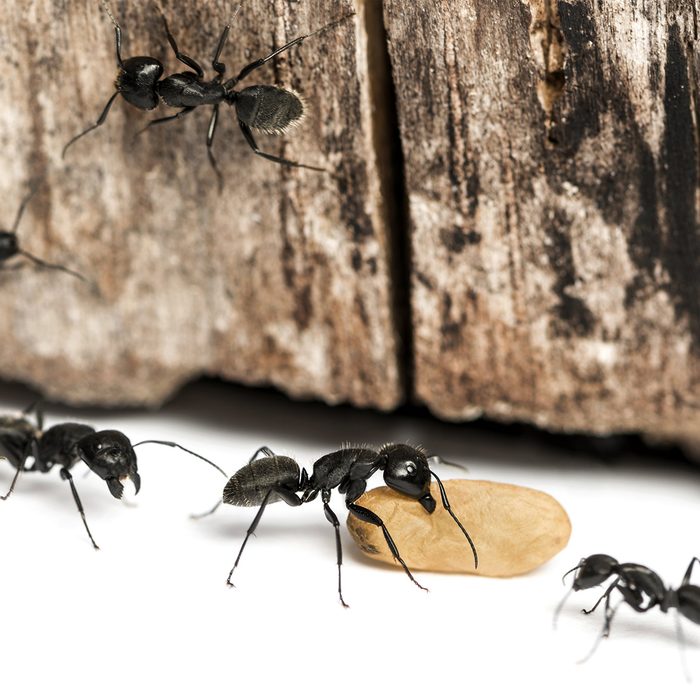 Close-up of ants with a crumb