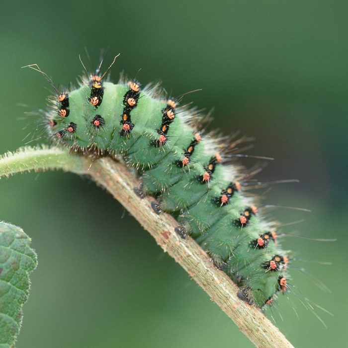 Saturnia pavonia, Small Emperor Moth
