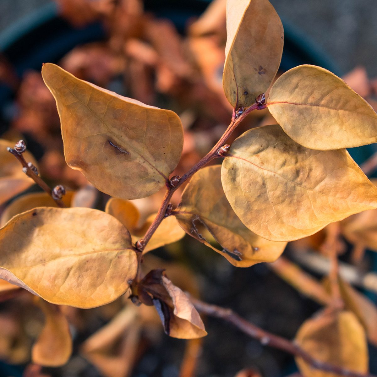 Dying dried out blueberry plant leaves shot from above. Hot summer, lack of watering, hawaii gardening concepts.