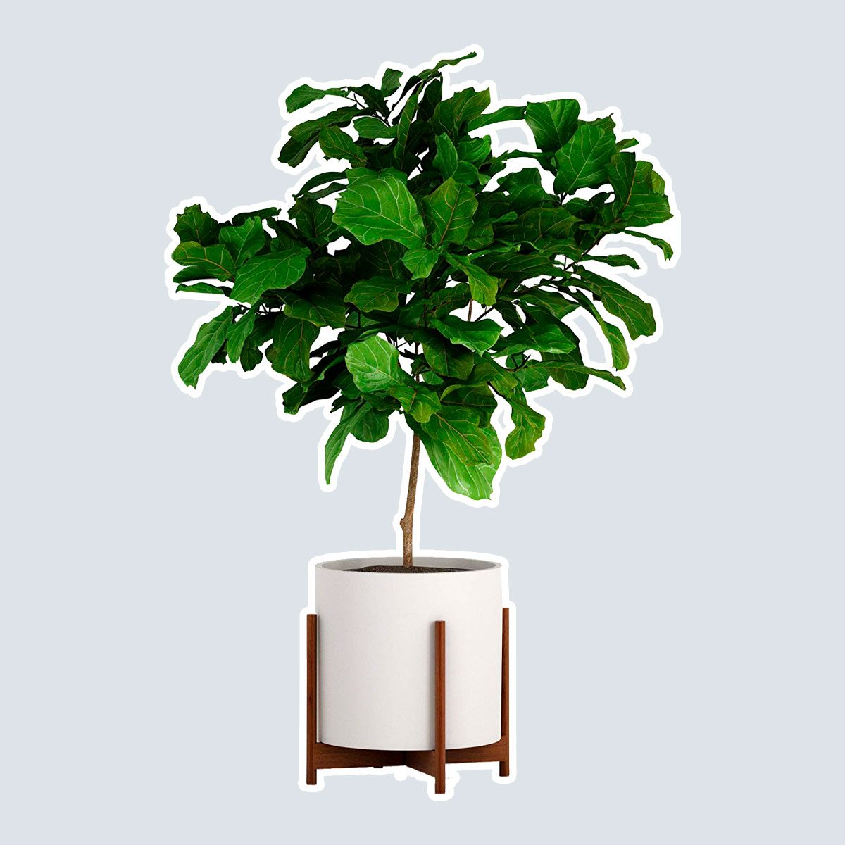 Fox & Fern Wide Plant Stand - Acacia - EXCLUDING 15
