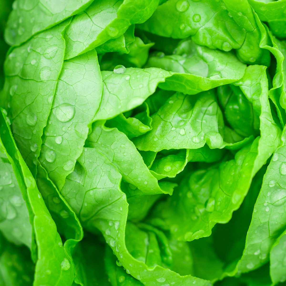 Closeup Fresh organic green leaves lettuce salad plant in hydroponics vegetables farm system