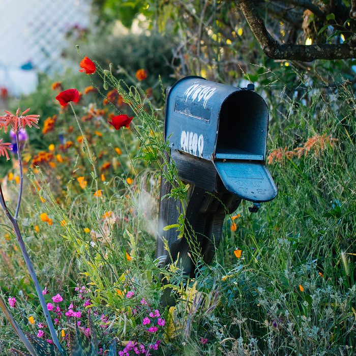 An old mailbox stands crooked and agape in a tussle of overgrown flowers.