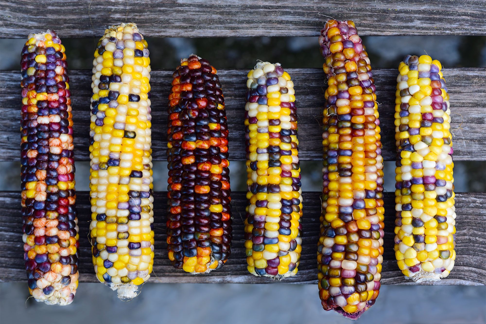 Here’s Where to Find Festive Glass Gem Corn