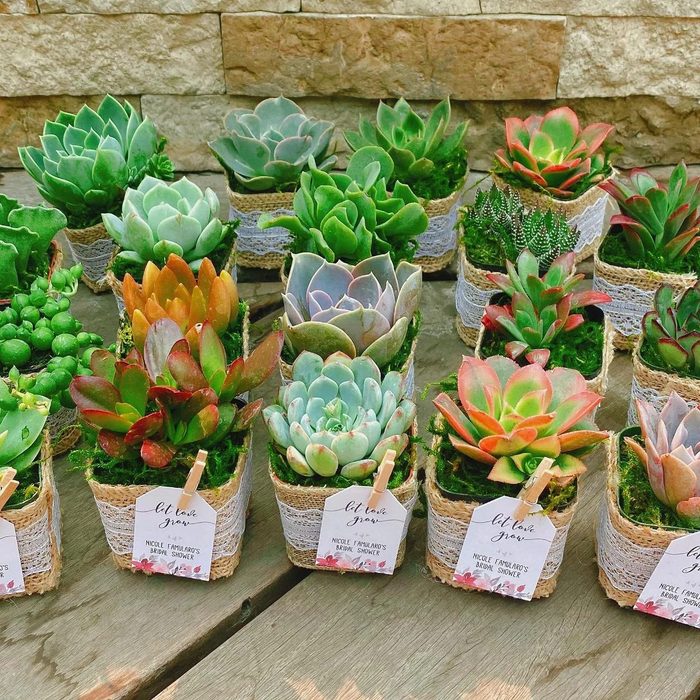 Wedding Succulent Party Favor Gift Ecomm Via Etsy.com