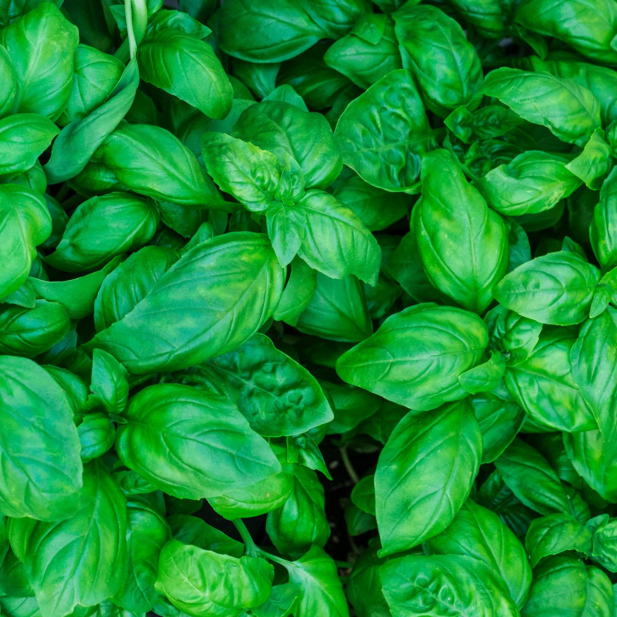 Fresh basil