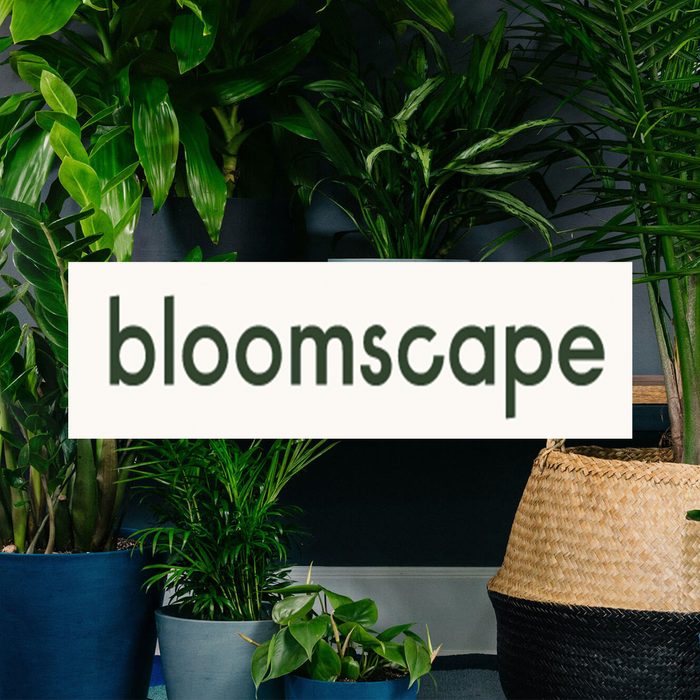 bloomscape
