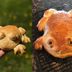Frog Bread Is the Next Baking Trend from TikTok—and It's Adorable