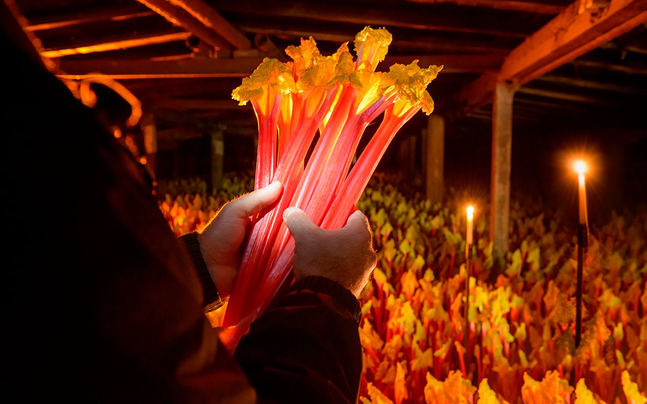 Forcing Rhubarb: This Growing Technique Will Give You Sweeter Rhubarb