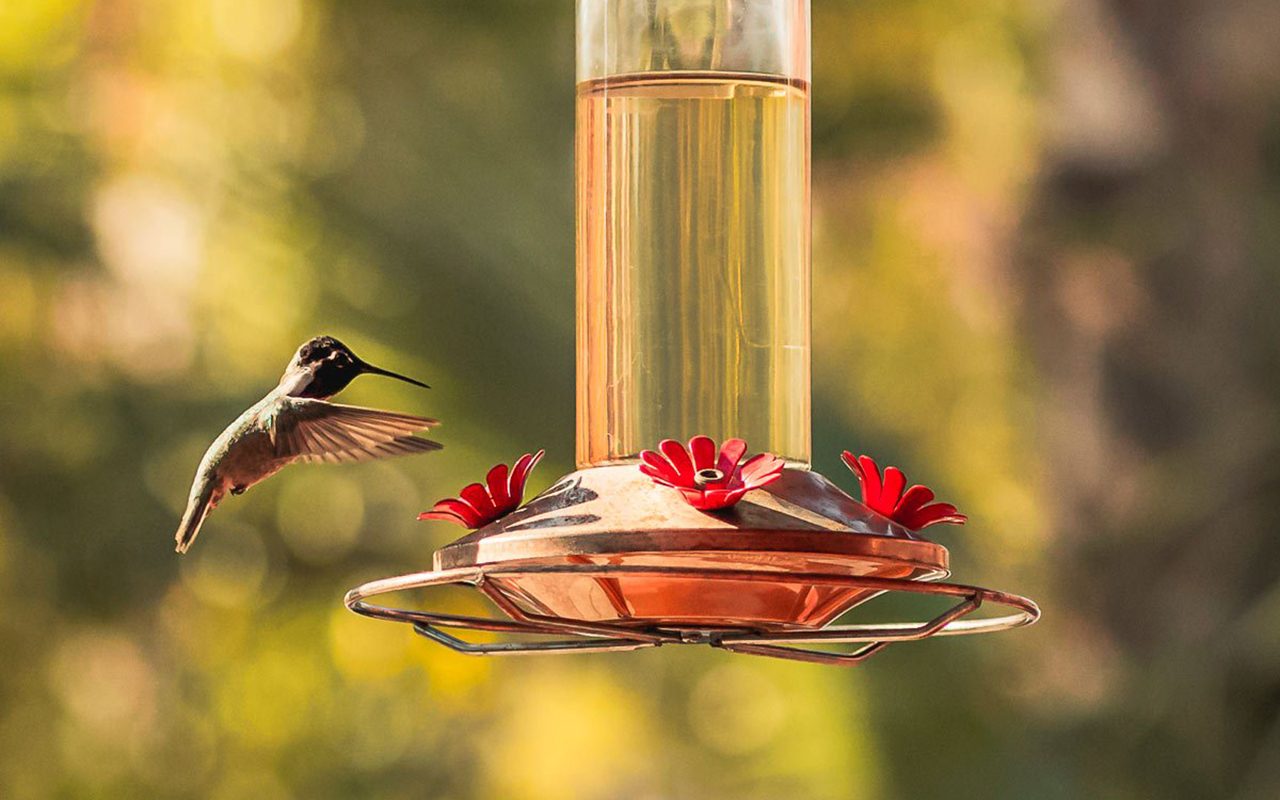 13 Questions About Hummingbird Feeders Answered by the Pros