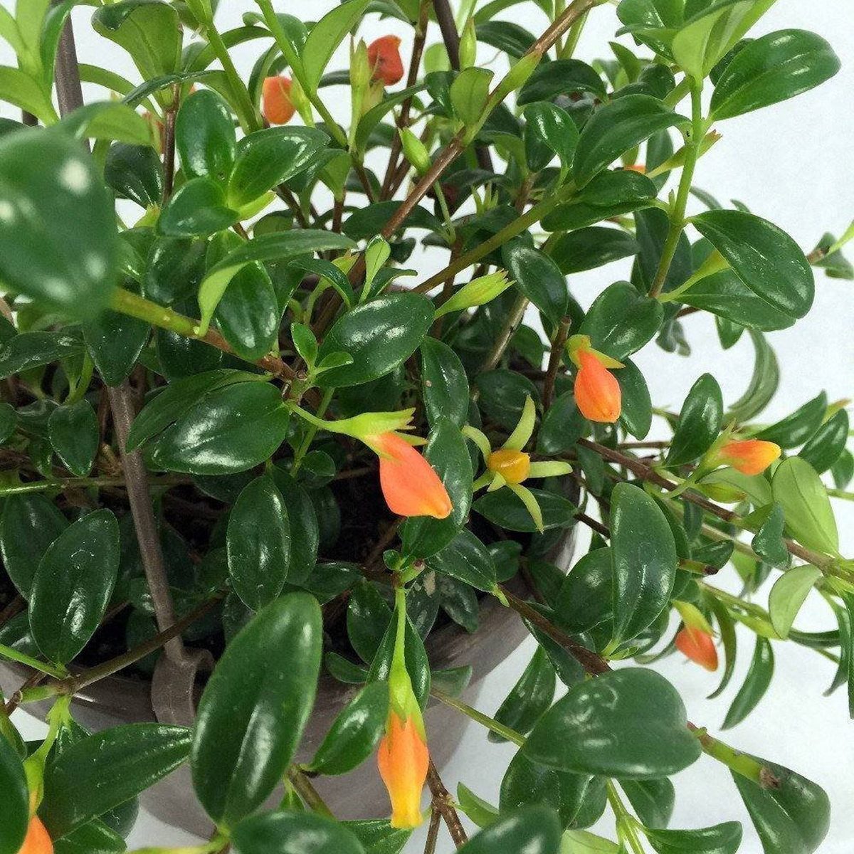 Goldfish Plant - Columnea Gloriosa Plant - 1 Plants - 4 