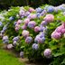 Here's How to Change the Color of Your Hydrangeas