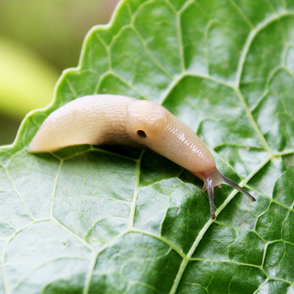 SLUG