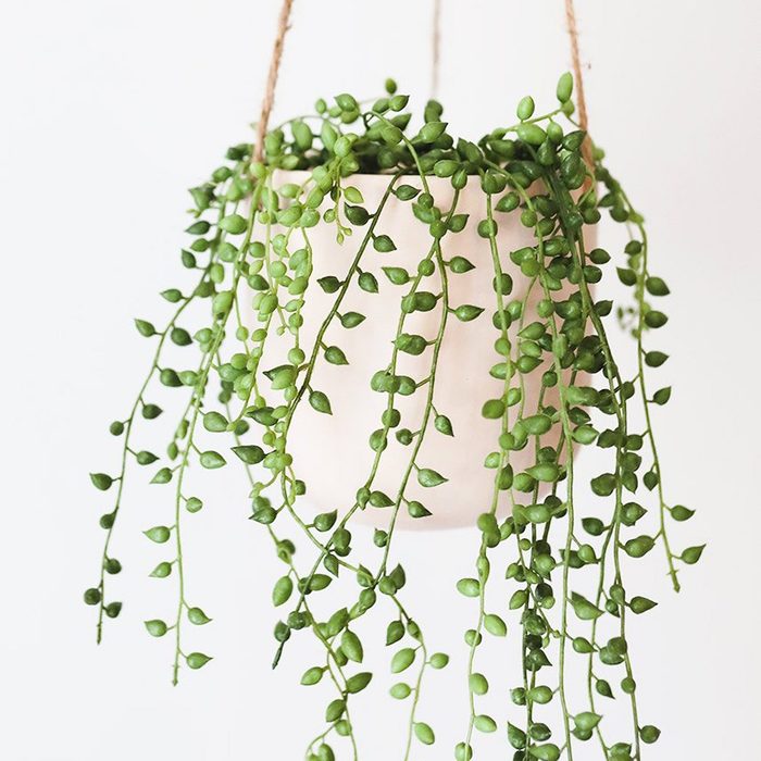 String of Pearls | 4 inch | Senecio Rowleyanus | Live Succulent Hanging Plant