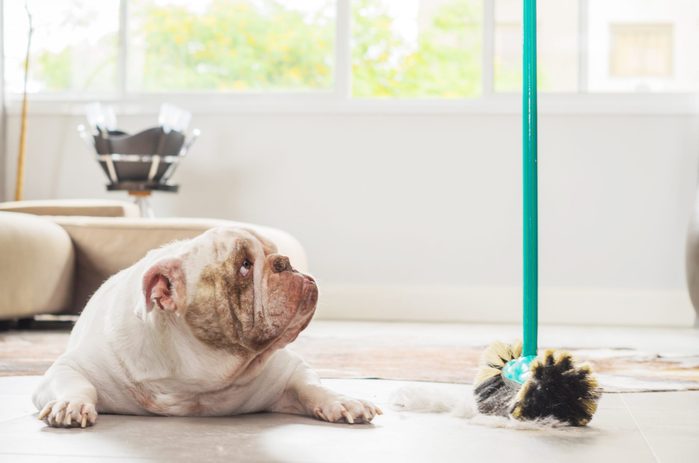 Bulldog looking up at mop